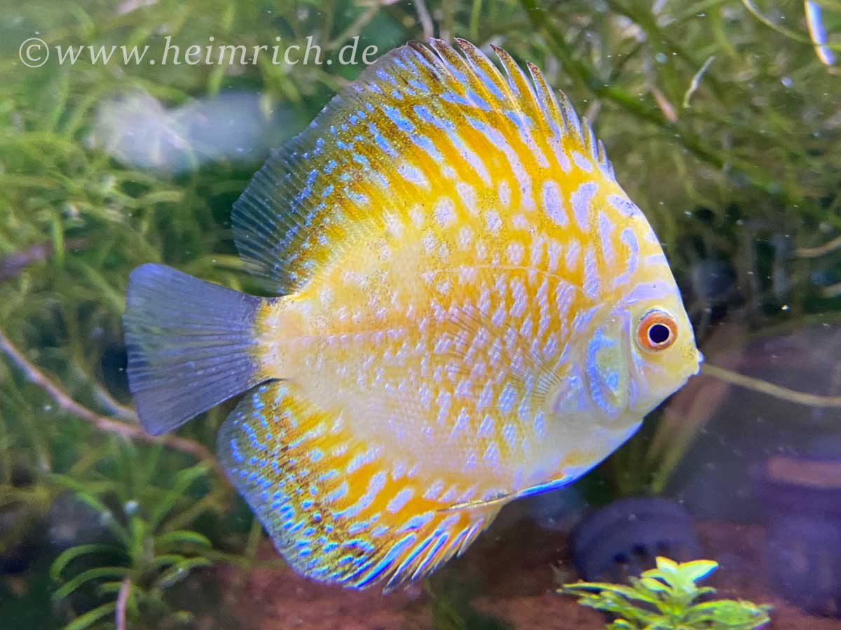 Diskus Checkerboard Gelb, 10cm