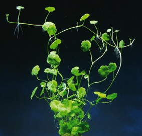 Hydrocotyle spec. (Kleinblättriger Wassernabel)