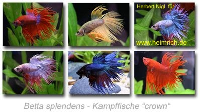 Siam. Kampffisch PREMIUM 'CROWN', lg (Betta splendens)