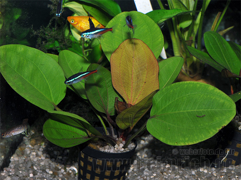 Echinodorus 'BAMBI'