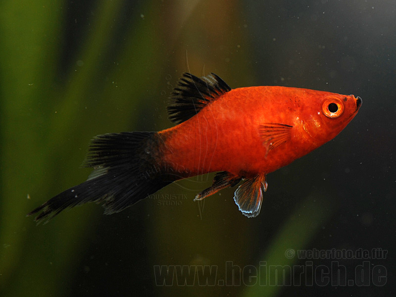 Pinselplaty wagtail, lg (Xiph. mac.)