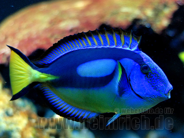 Paletten-Doktorfisch, med. (Paracanthurus hepatus)