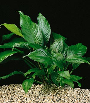 Anubia heterophylla