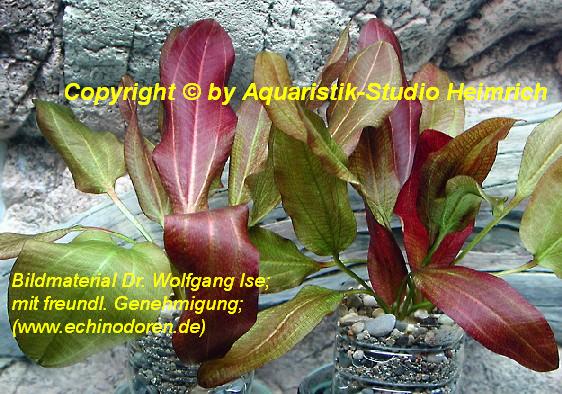 Echinodorus Dschungelstar Nr. 2, XL (E02 Echin. Kleiner Bär, Fa.