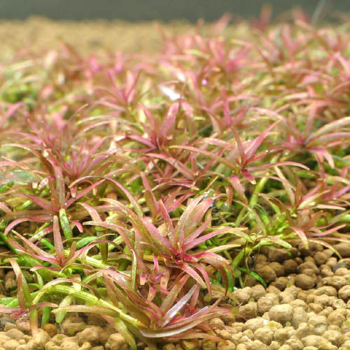 Rotala spec.'Pearl'