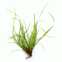 Juncus repens