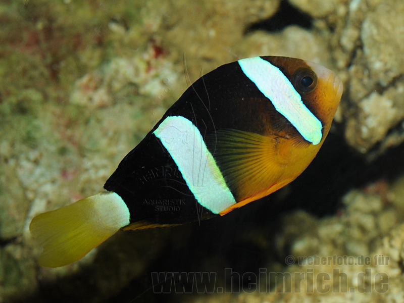 Amphiprion clarkii (Clarks-Anemonenfisch)