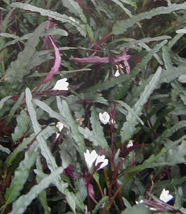 Hemigraphis repanda (Schmalblättriges Noppenbaltt)
