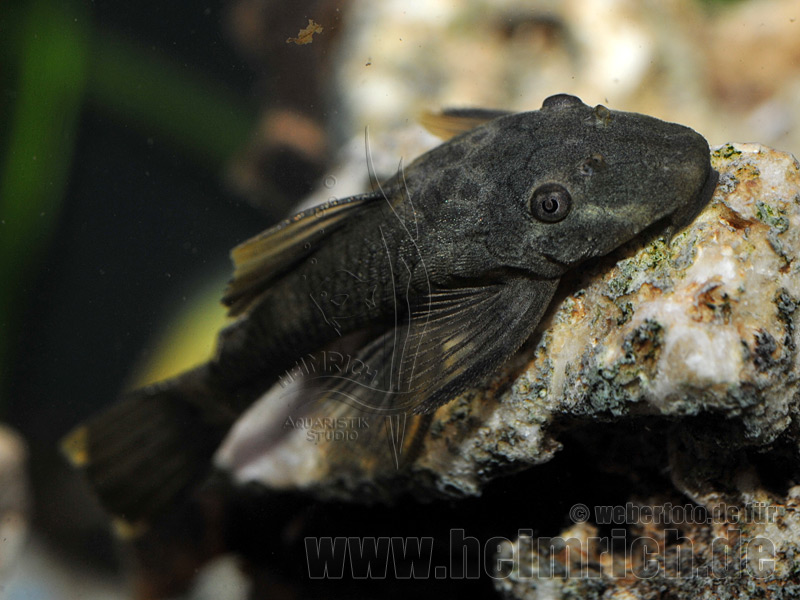 Ancistrus dol. spec. Schildpatt, med 3 Stk. (Schildpatt-Antennen