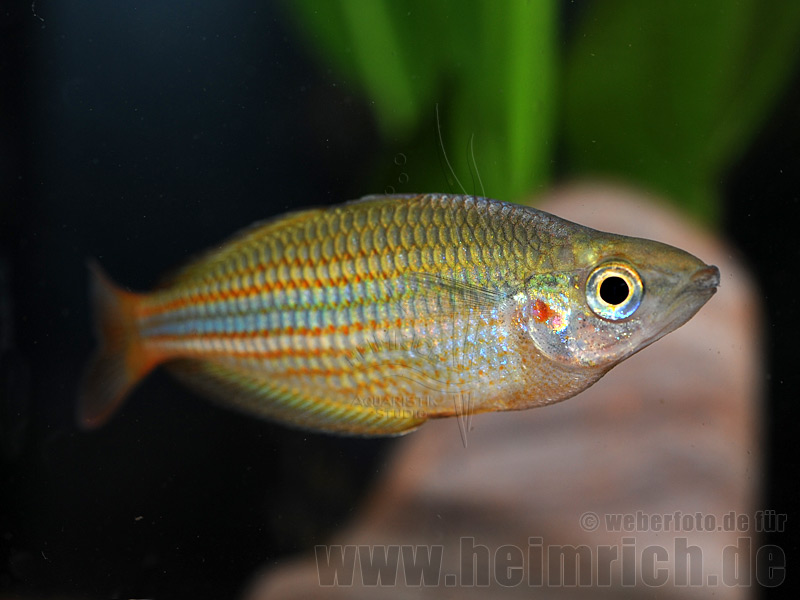 Melanotaenia trifasciata, 5 Stück (Juwelen-Regenbogenfisch)