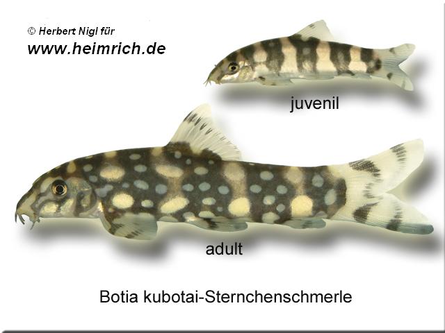 Botia kubotai, large (Sternchenschmerle)