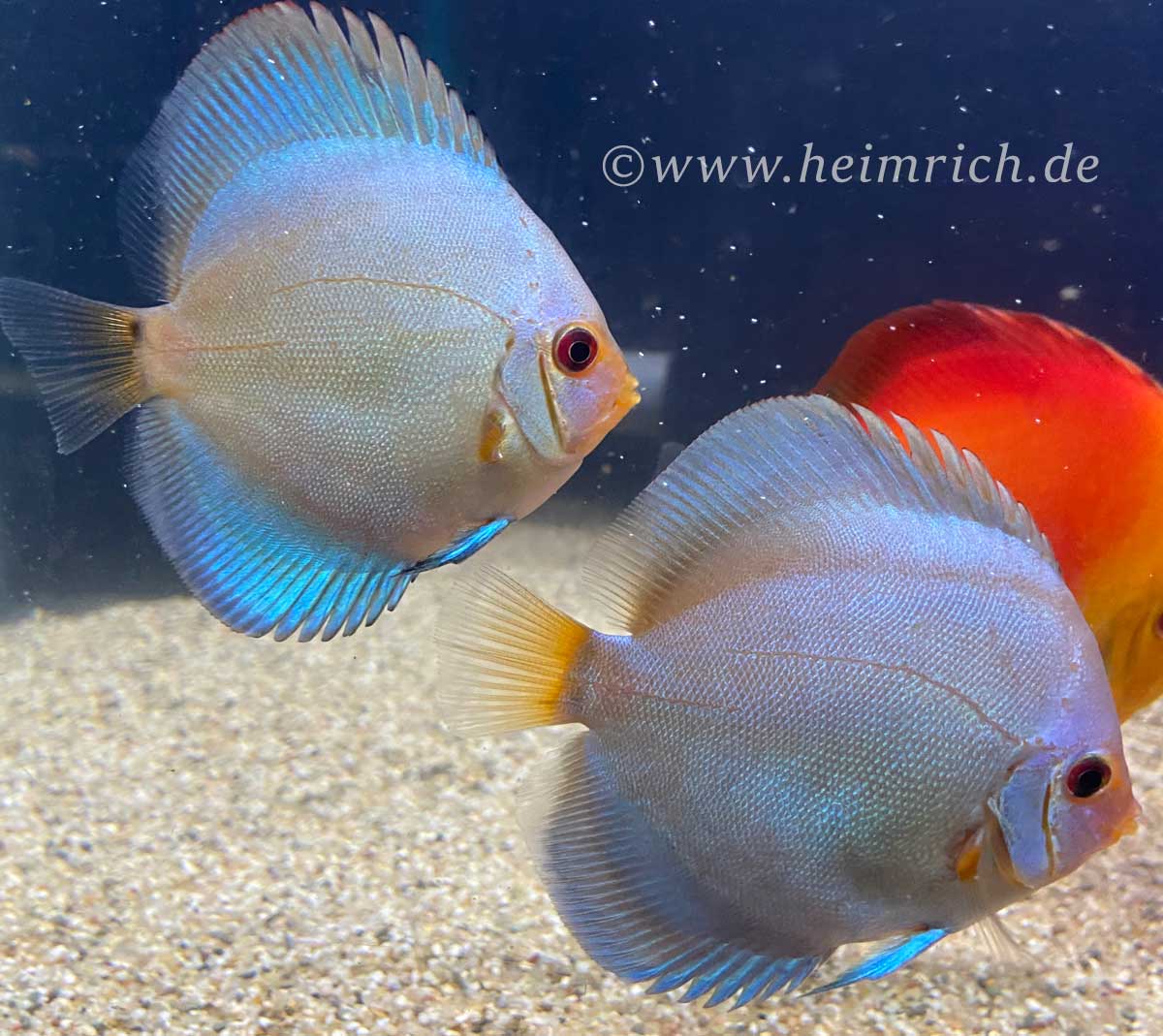 Diskus Diamond Blue,10cm