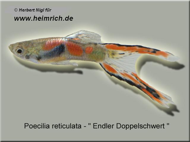 Guppy, Endler Doppelschwert (Poecilia wingei)