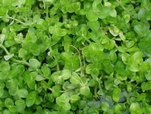 Bacopa lanigera