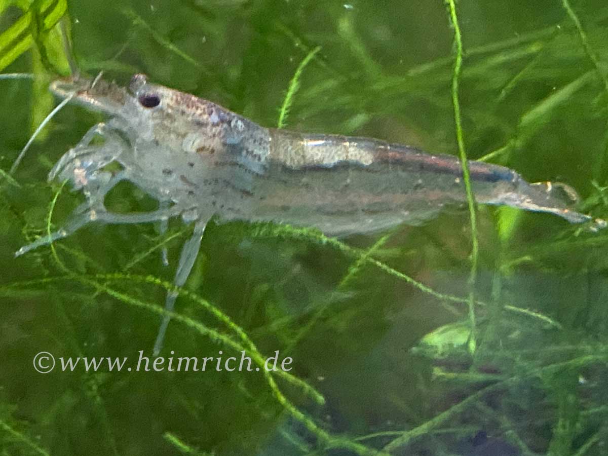 Caridina multidentata  (Amanogarnele King Size SHOW)