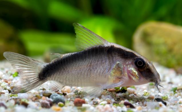 Corydoras arcuatus (Stromlinien-Panzerwels)