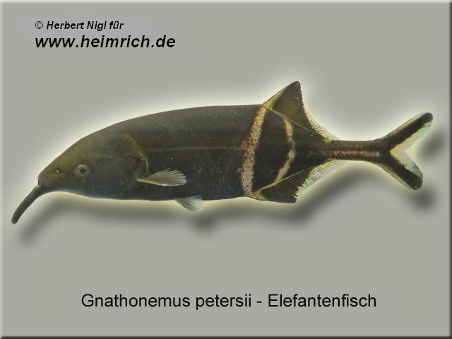 Elefanten-Rüsselfisch (Gnathonemus petersii)
