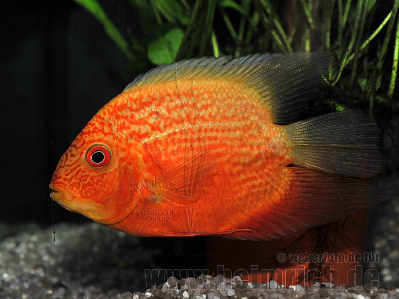 Cichlasoma serverum spec. Red Spotted, 18cm weibl. SHOW