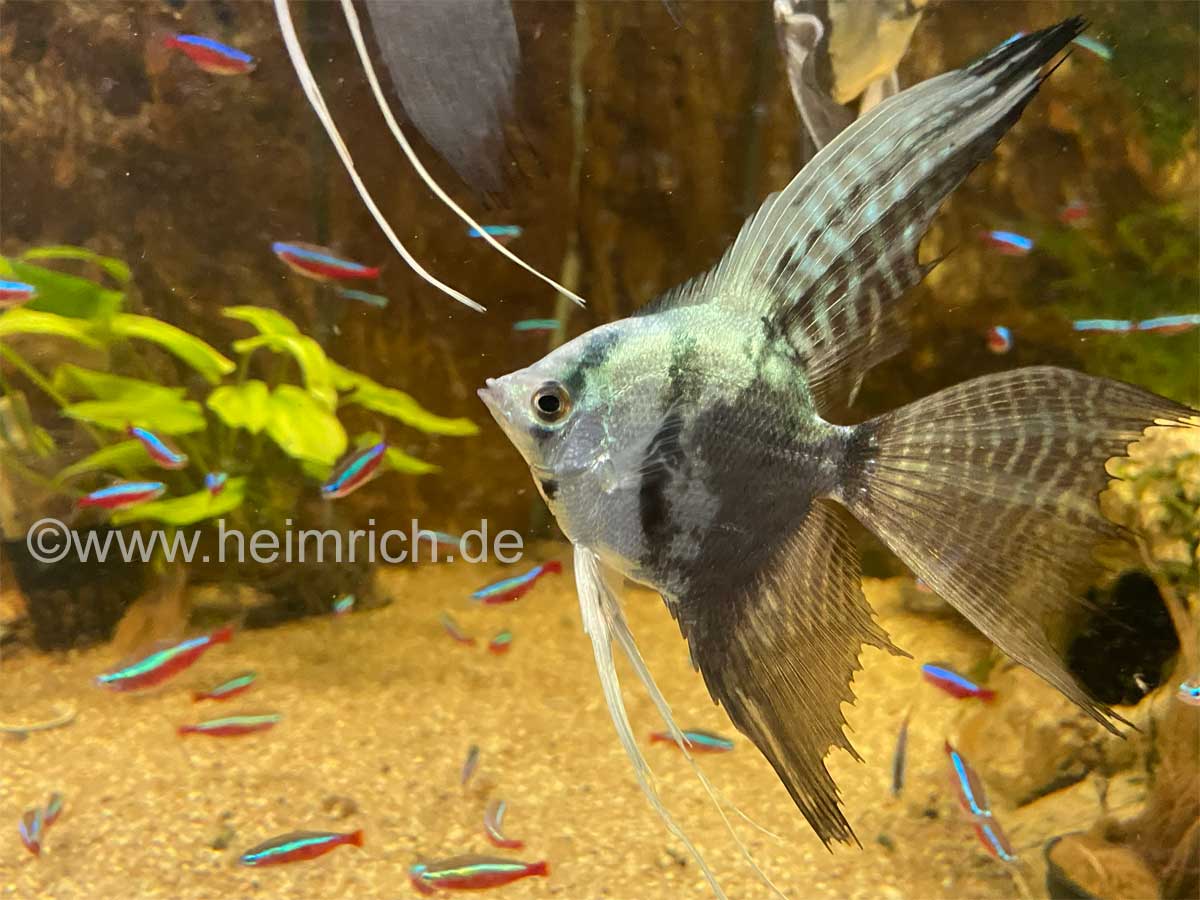Pterophyllum spec. Blaue Lagune Smoky Schleier, XL (Skalar Blaue Lagune Smoky)