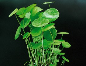 Hydrocotyle verticillata (Hutpilzpflanze)