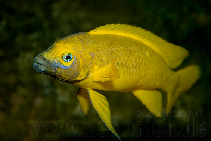 Neolamprologus leleupi (Tanganjika Goldcichlide)