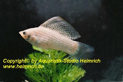 Segelkärpfling "SILBER", lg (Xiph. velifera, spec. Silber)
