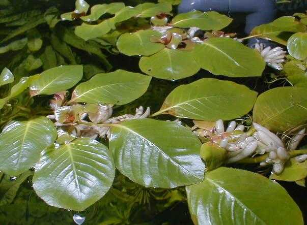 Ludwigia messacana