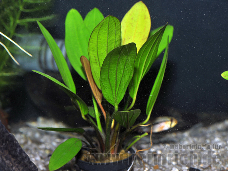 Echinodorus 'JAGUAR'