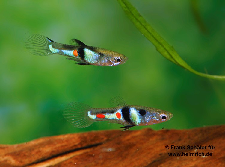 Endler Guppy spec. EL Tigre  (Poecilia wingei)