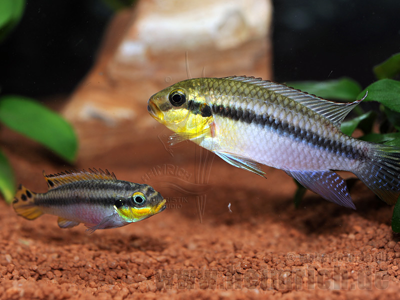 Pelviachromis subocellatus spec. Matadi, Zuchtpaar (Prachtbarsch