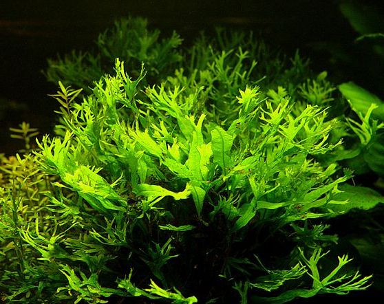 Microsorium windelov 'small'