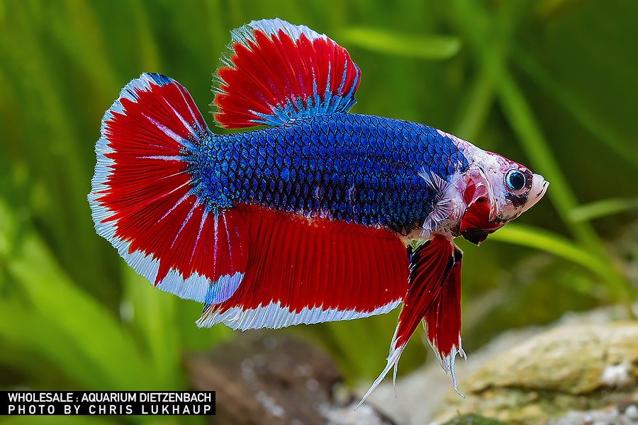 Siam. Kampffisch PREMIUM-Special 'Gigant XXL', lg (Betta splendens)