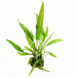 Cryptocoryne usteriana