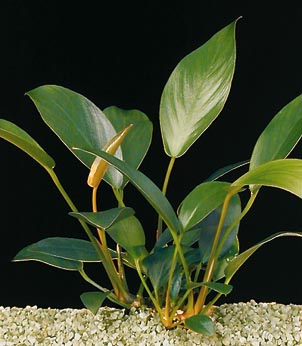 Anubia congensis