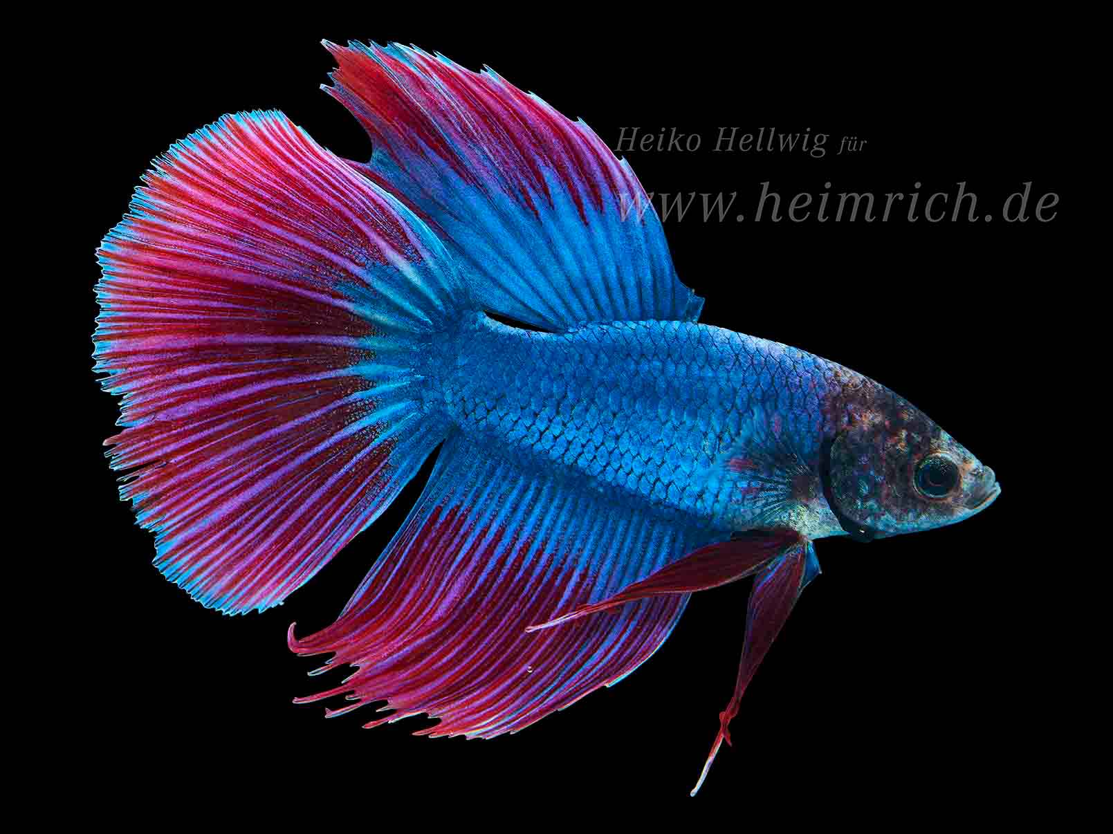 Siam. Kampffisch Halfmoon  Rainbow (Betta splendens)