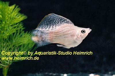 Ballonmolly "SILBER", lg (Xiph. sphenops, spec. Silber)