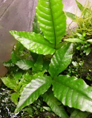 Bolbitis heteroclita special