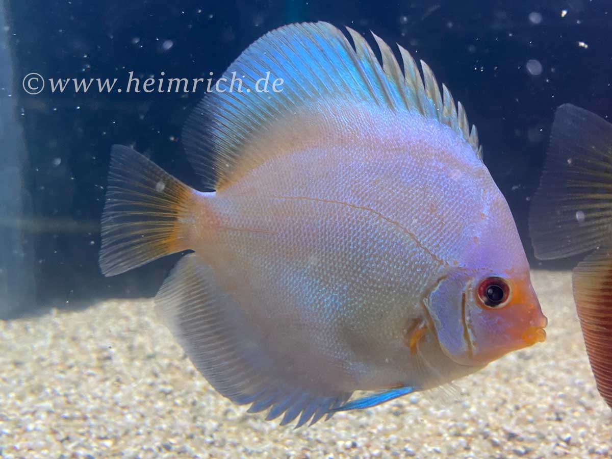 Diskus Diamond Blue, 6,5cm