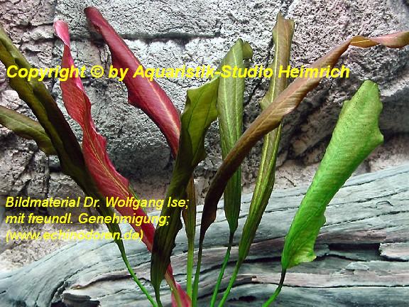 Echinodorus Dschungelstar Nr.16 (E16 Echin. Rote Mamba; Fa. Denn