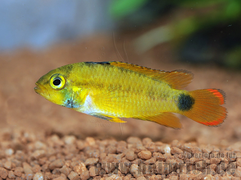 Apistogramma pandurini, weibl. lg (Pandurini Zwergbuntbarsch)