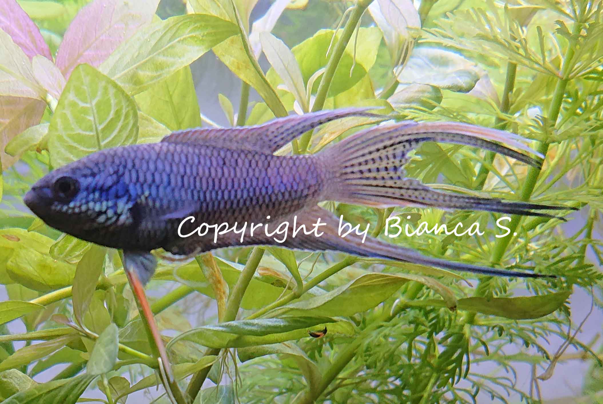 Macropodus spechti royal blue DNZ - male