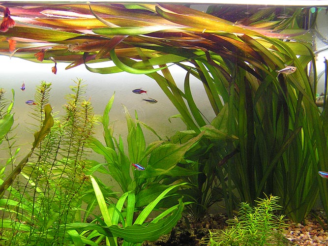 Vallisneria gigantea 'Brandenburg'