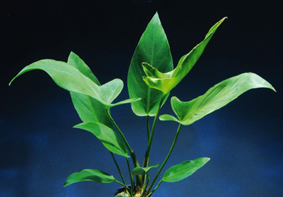 Anubia hastifolia