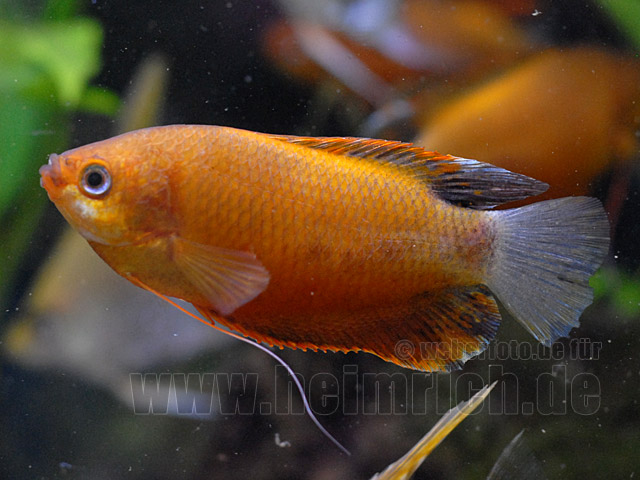 Dicklippiger Fadenfisch "Rot/Braun", lg (Colisa labiosa)