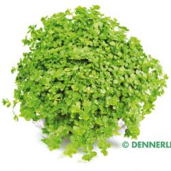 Hemianthus callitrichoides spec. CUBA