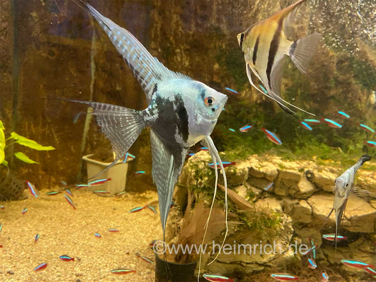 Pterophyllum spec. Blaue Lagune Smoky Schleier, XL 4er-Gruppe (Skalar Blaue Lagune Smoky)