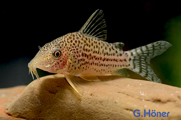 Corydoras haraldschultzi, XL (Prachtpanzerwels)