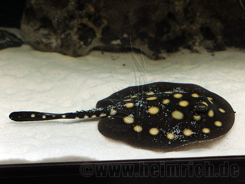 Potamotrygon leopoldi, weibl. 16cm (Schwarze- od. Eclipse-Rochen