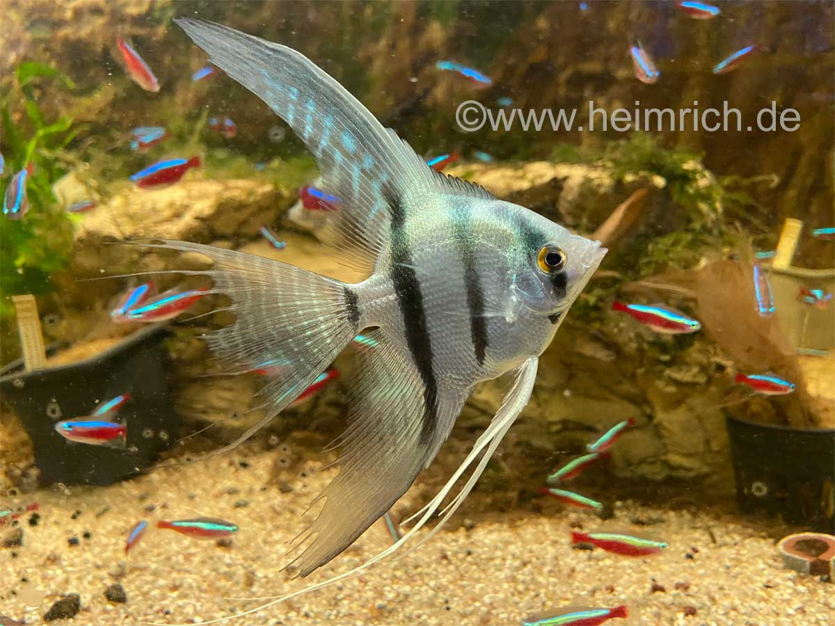 Pterophyllum spec. Blaue Lagune Schleier, XL (Skalar Blaue Lagune)