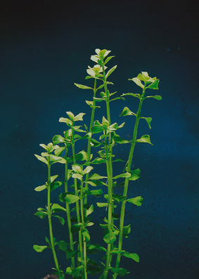Bacopa monnieri (Kleines Fettblatt)